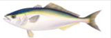 Item 7