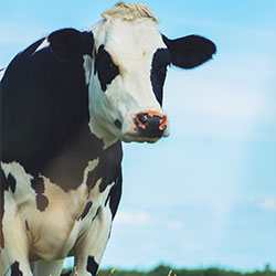 cow