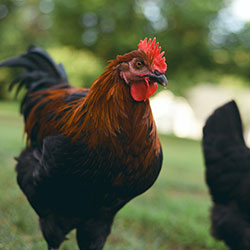 hen