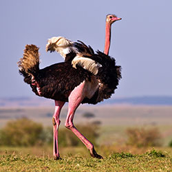 ostrich