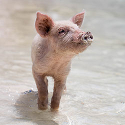 pig