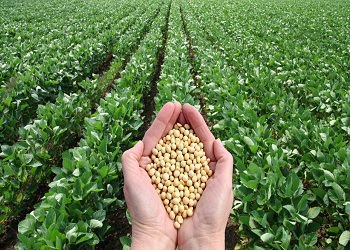 soya-bean-field